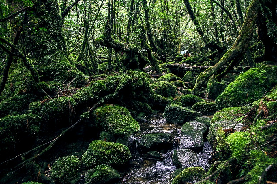 yakushima-island-2336735_960_720