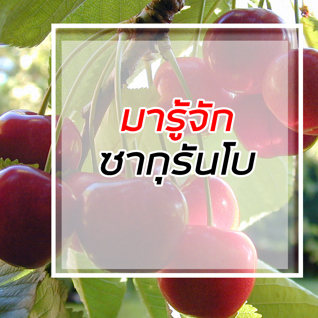 ซากุรันโบ