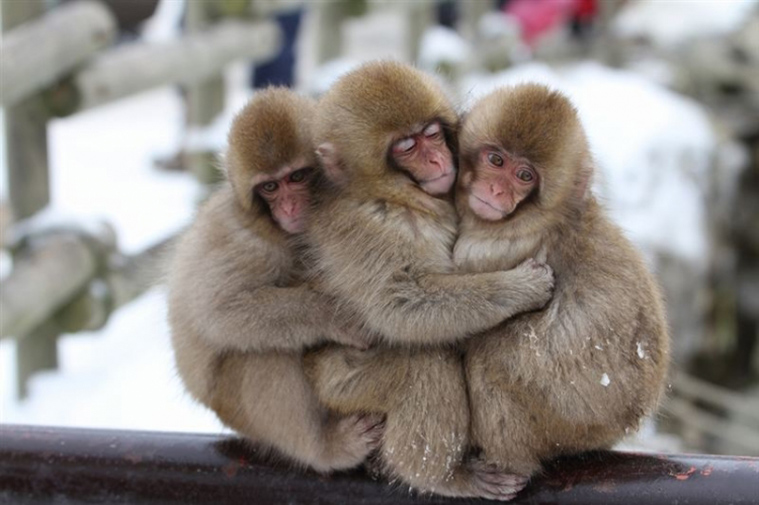 Snow Monkey