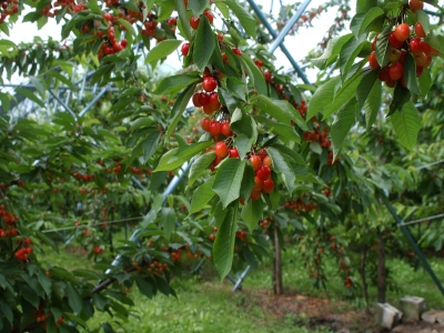  Cherry fruit