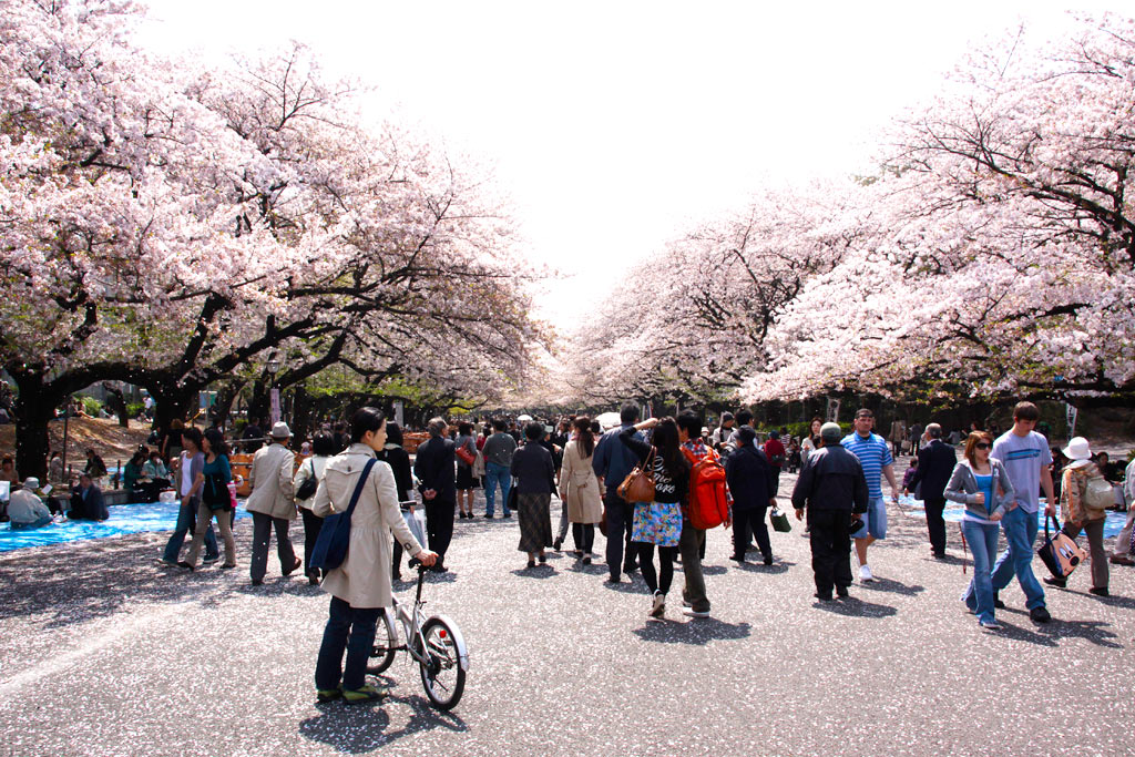 Sakura