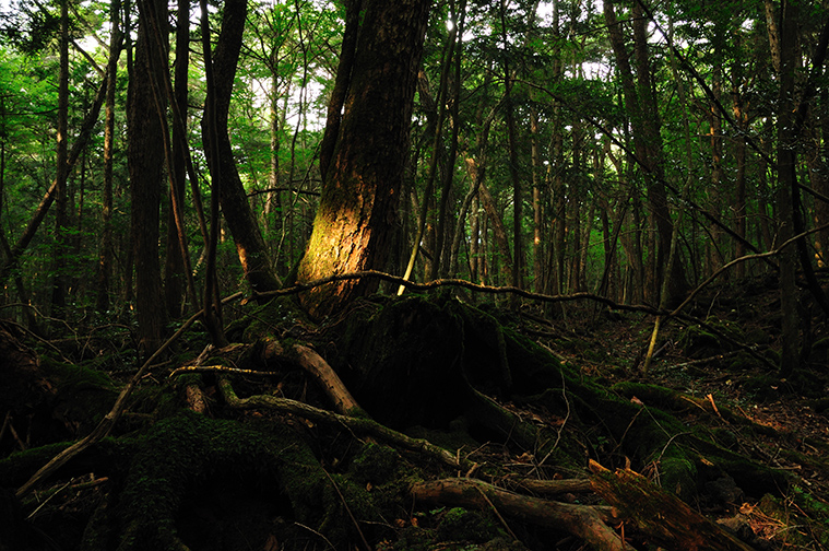 Aokigahara_forest_01-1