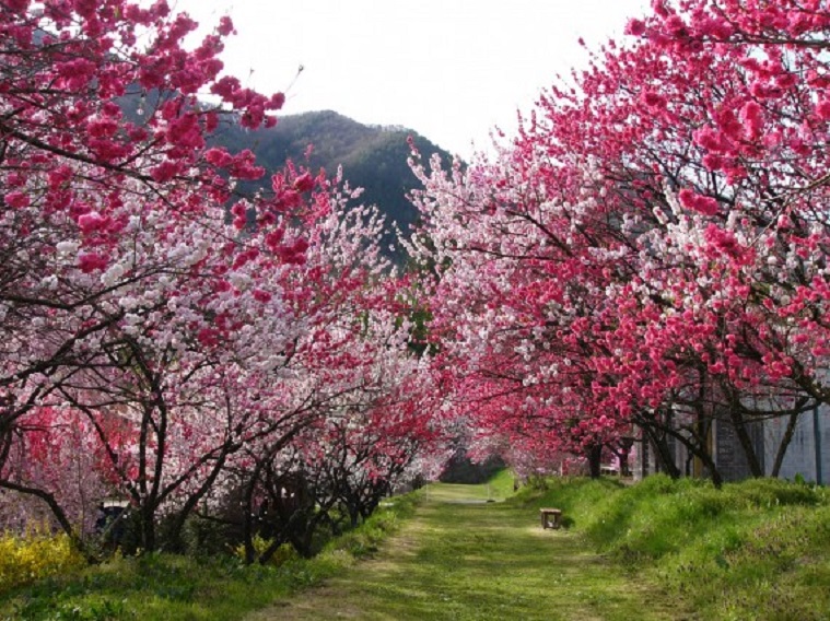 Peach-Flower-Hirugami-Hot-Spring-6-570x427