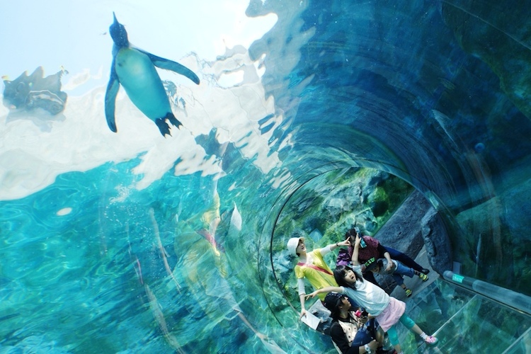 asahiyama-zoo-2