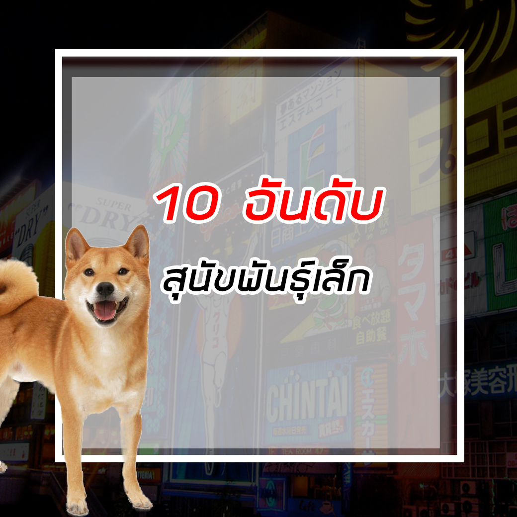 Top 10 chú chó nhỏ