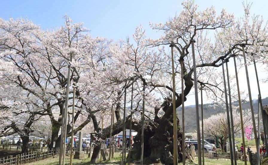 二千年古い桜の木これは、日本の三本の大桜の一つです。