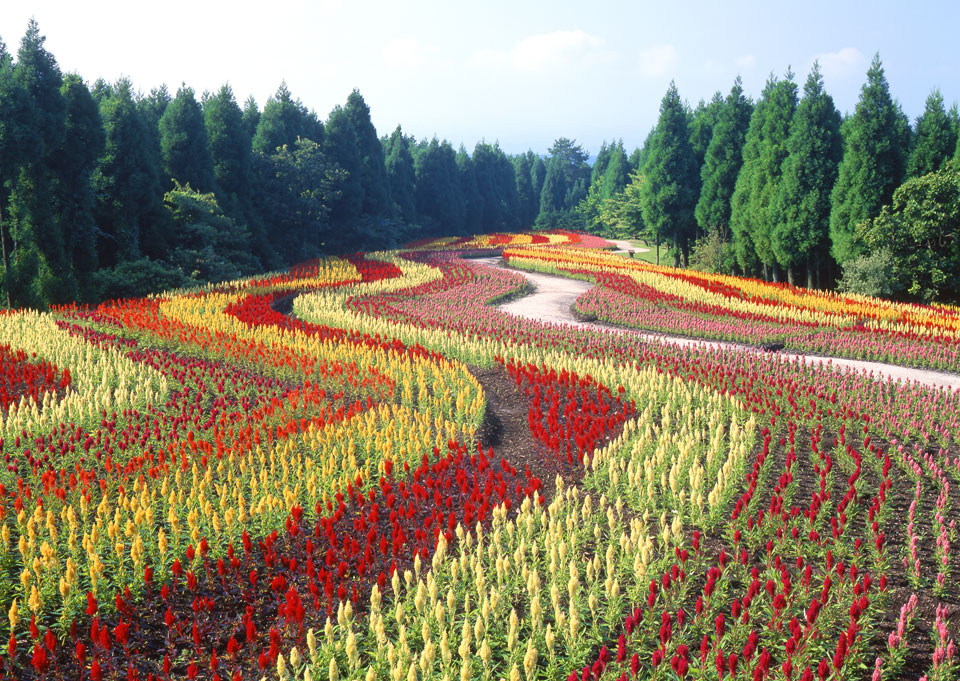 KUJU-FLOWER-PARK6