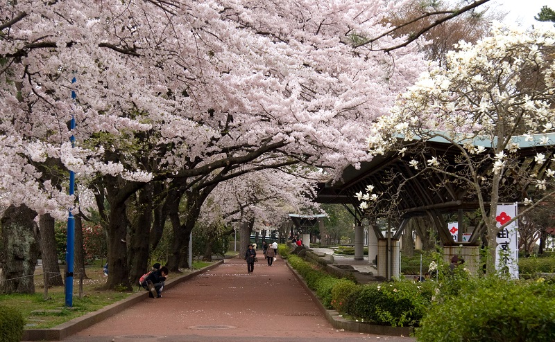 Tsutsujigaoka_Park_in_the_cherry_blossom_season