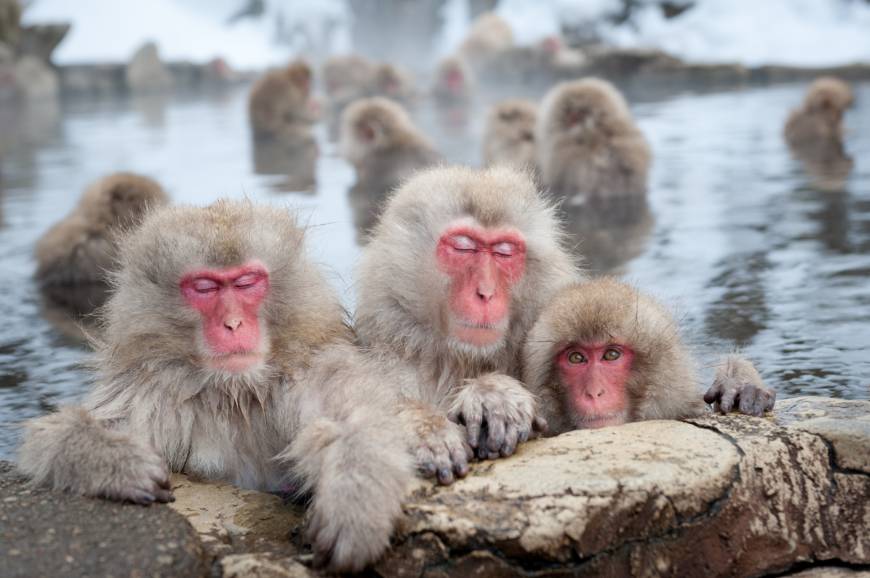 Snow Monkey