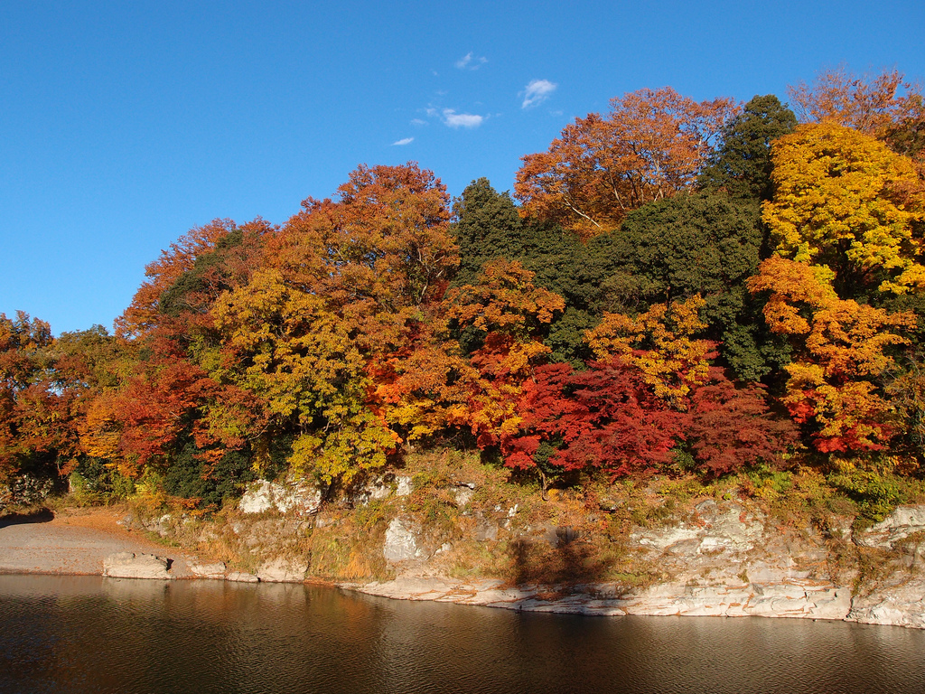 川沿いメープルの木