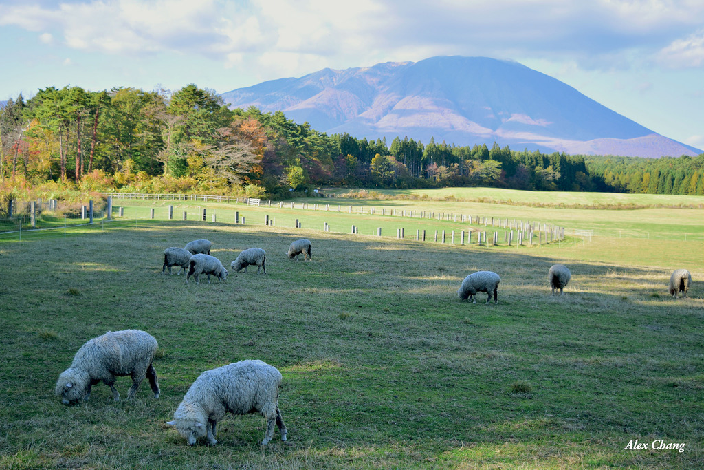 Fermes du bétail Iwai