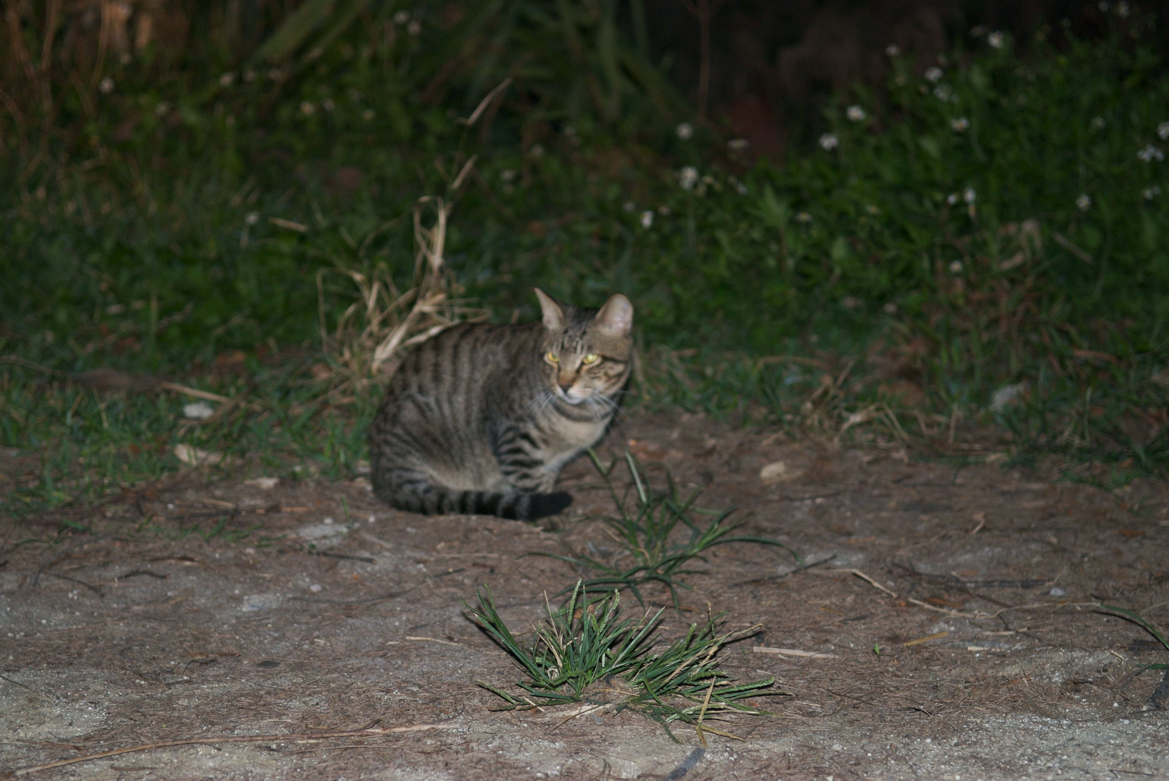 Cat_on_Iriomote, _Okinawa