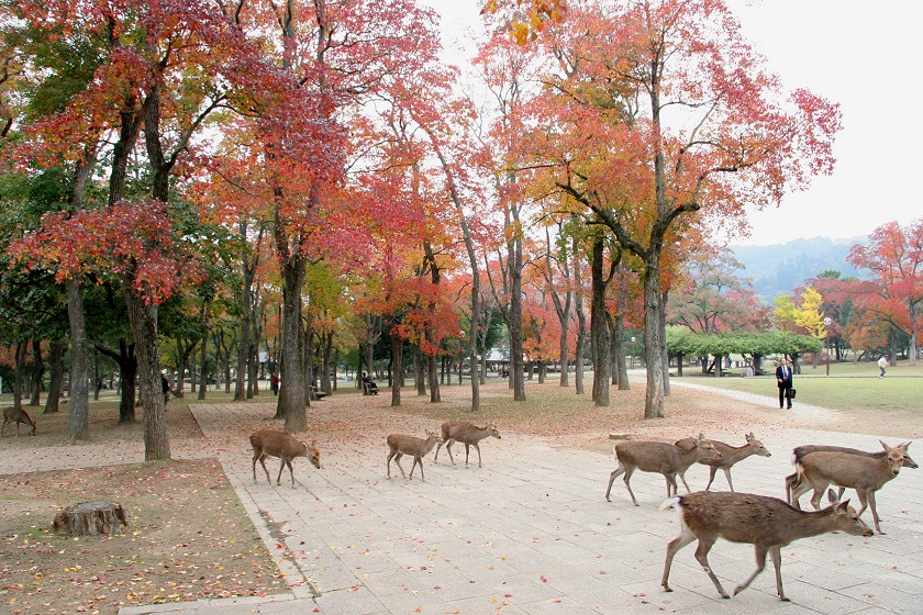 DeerNaraJapan