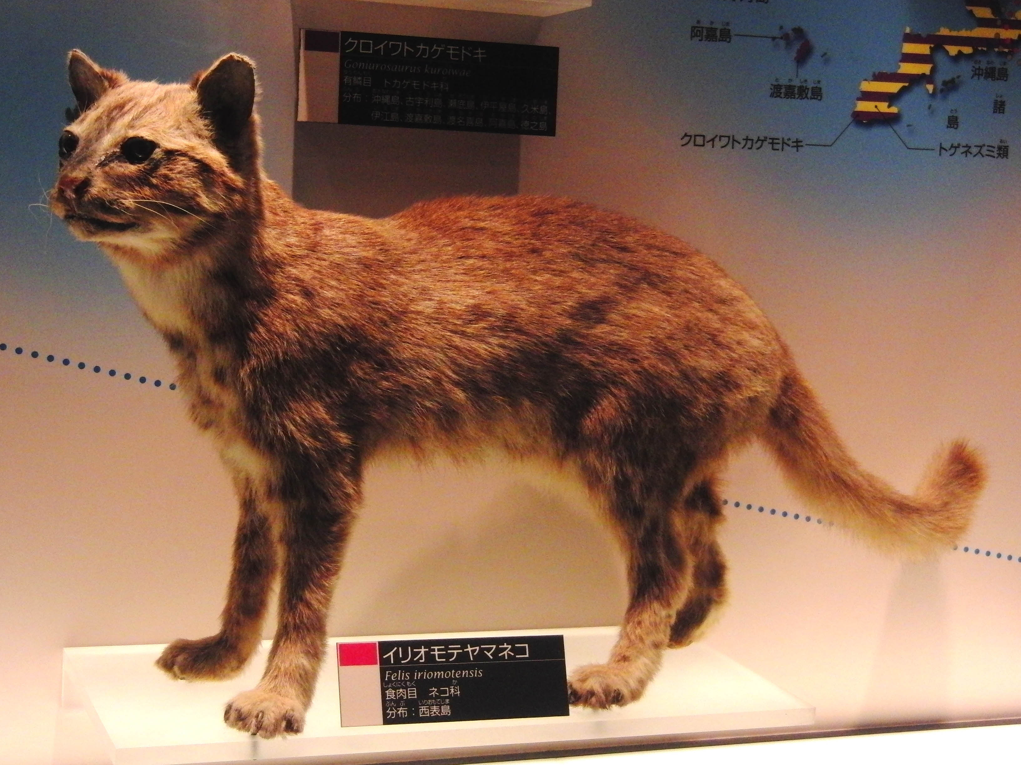 Iriomote_cat_Stuffed_specimen