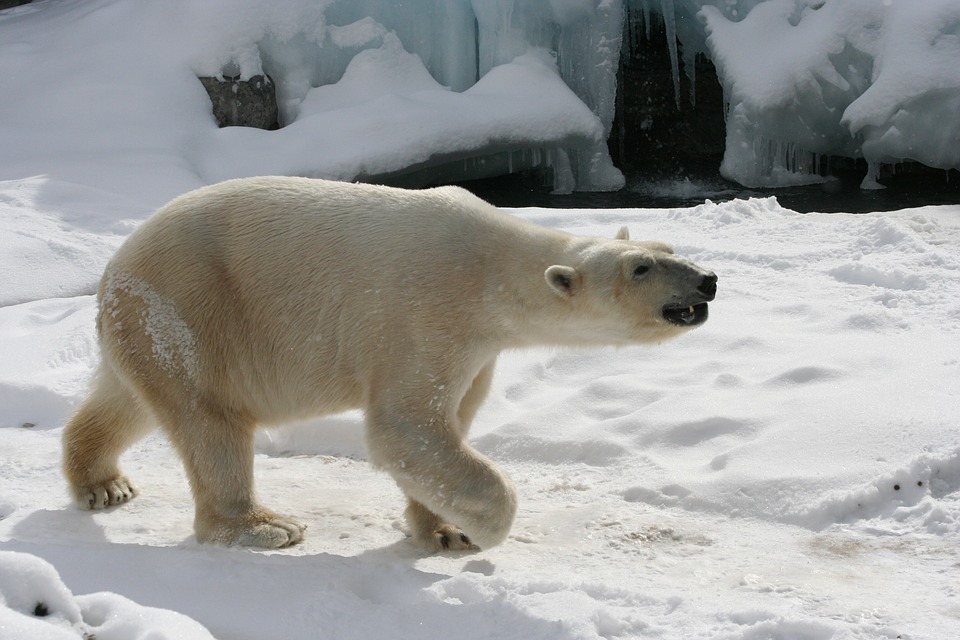 polar bear-640895_960_720