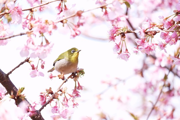 Peach blossom cherry blossom