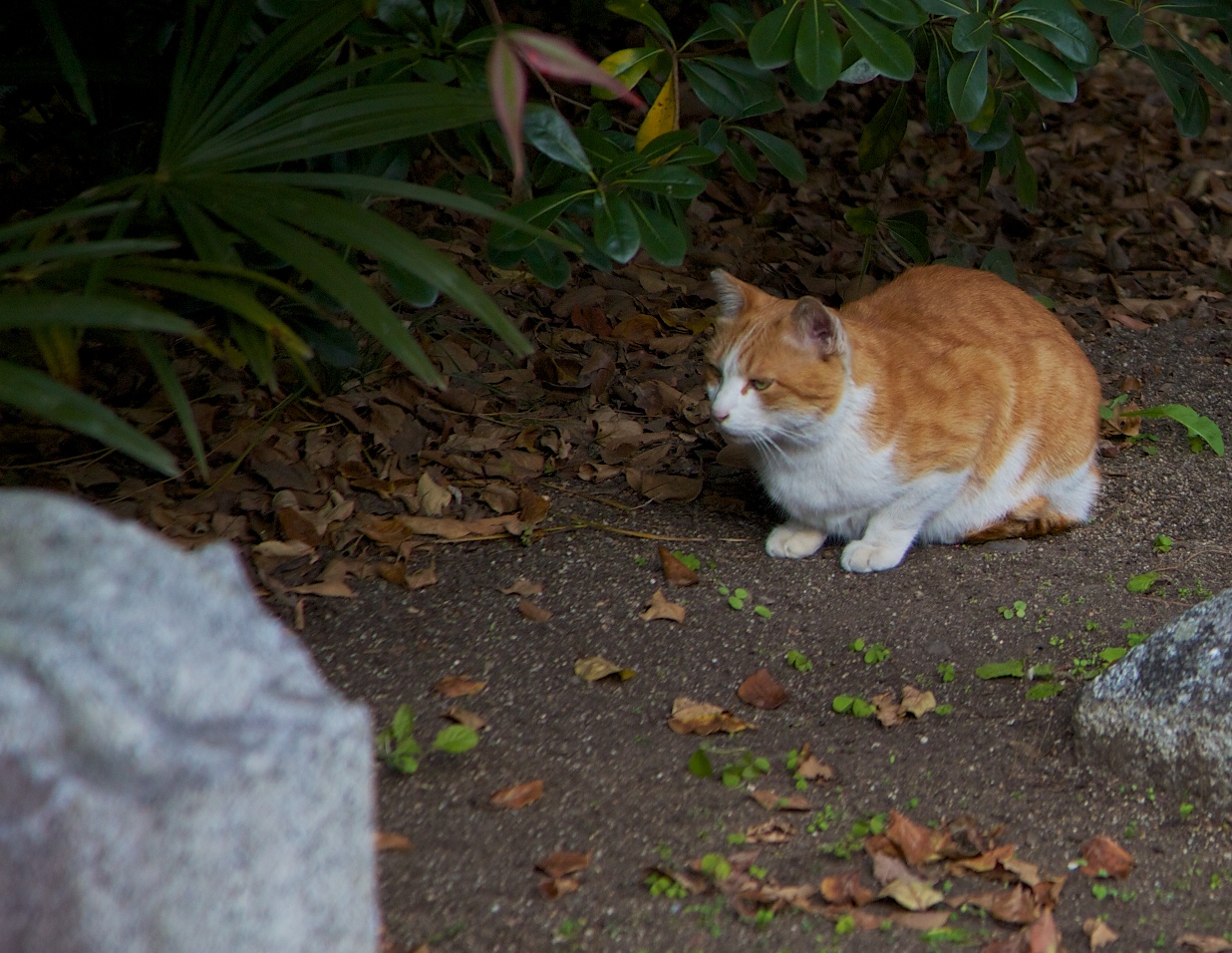 2_weekly_in_Kyoto_ (JAPAN) _ (11533334884)