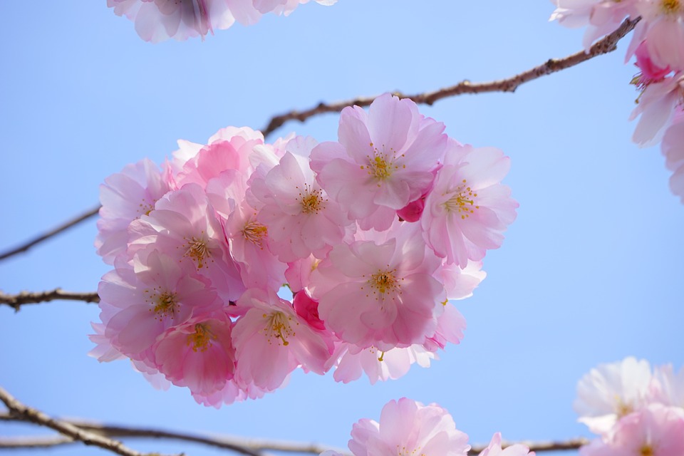 日本樱花树，324183_960_720。