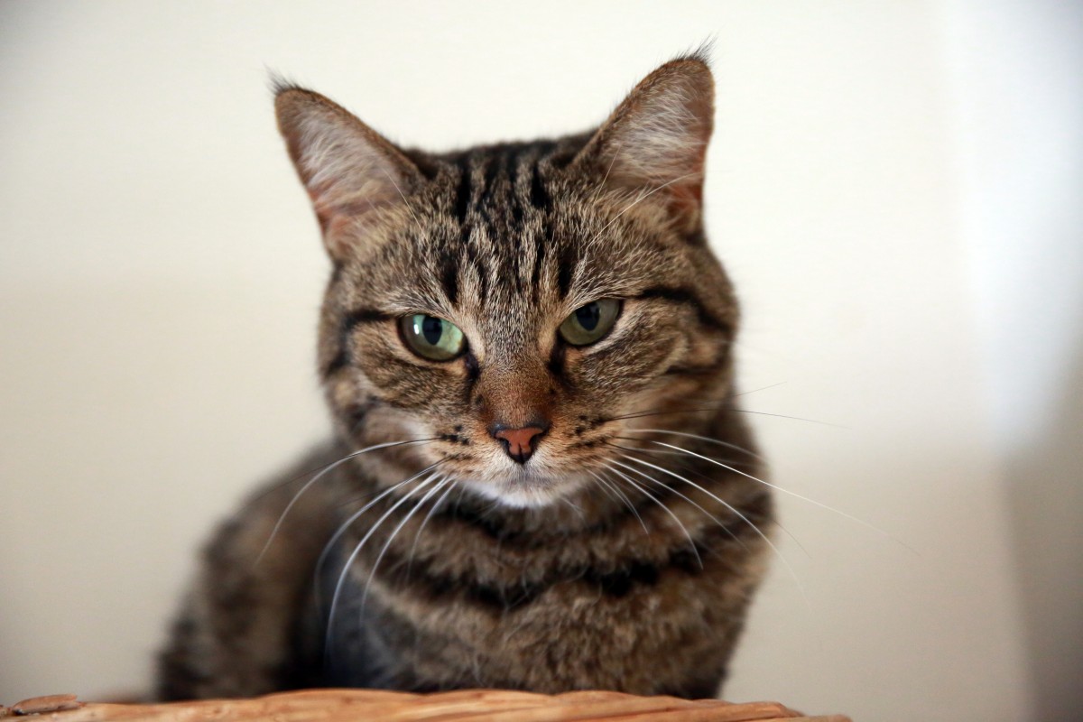 old_pets_canon_chats_europe_indoor_midi_animaux-169044