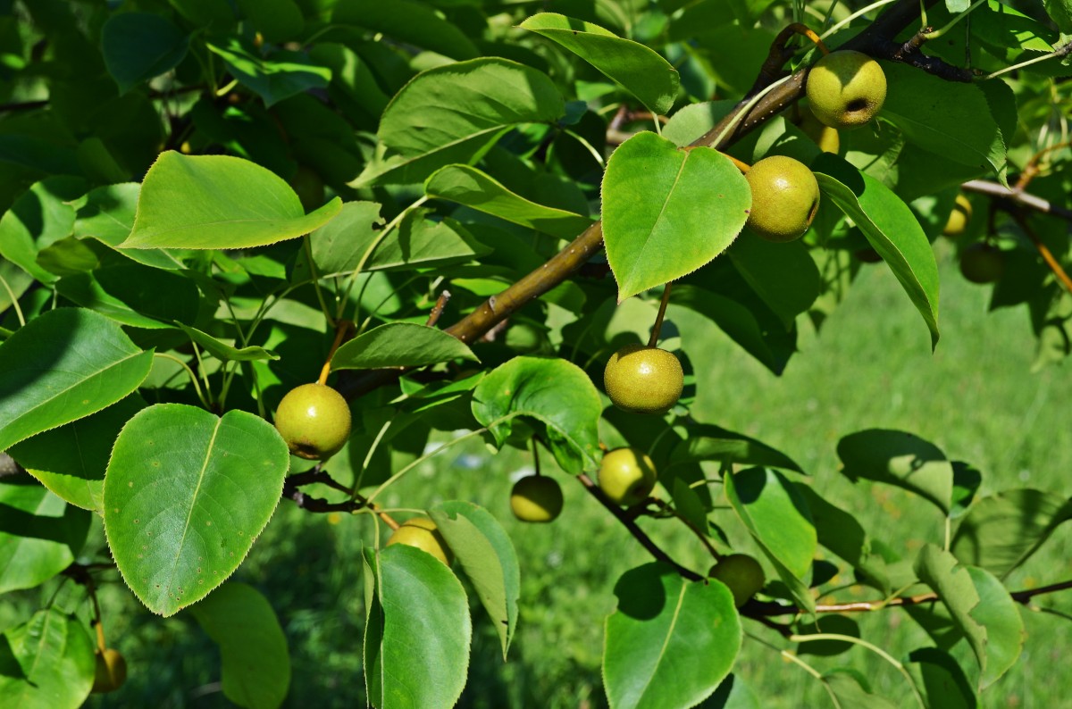 pear_asian_pear_tree_sad_garden_closeup_nature_foliage-873105