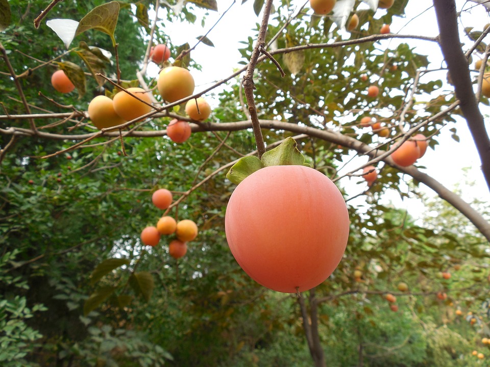persimmon-fruit-187783_960_720