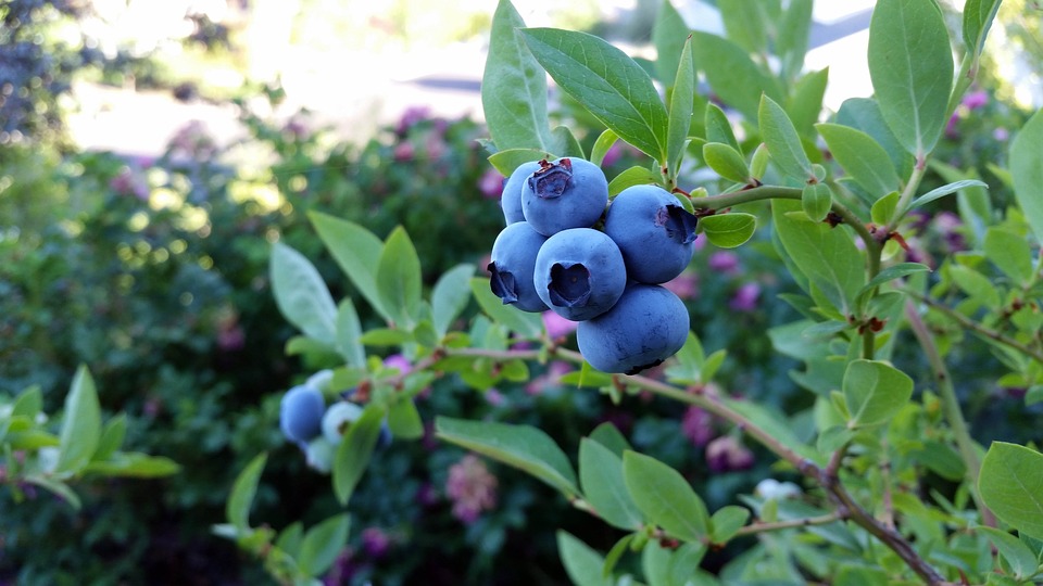 ruble-blueberry-2918485_960_720