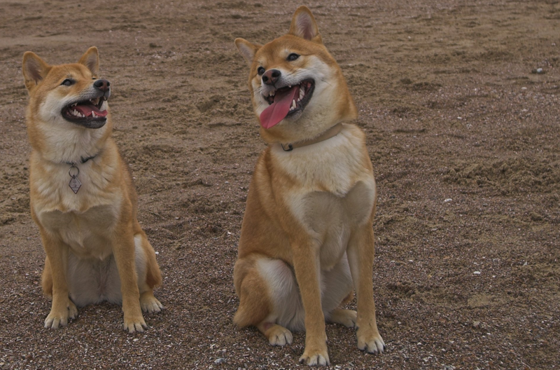 芝柴犬