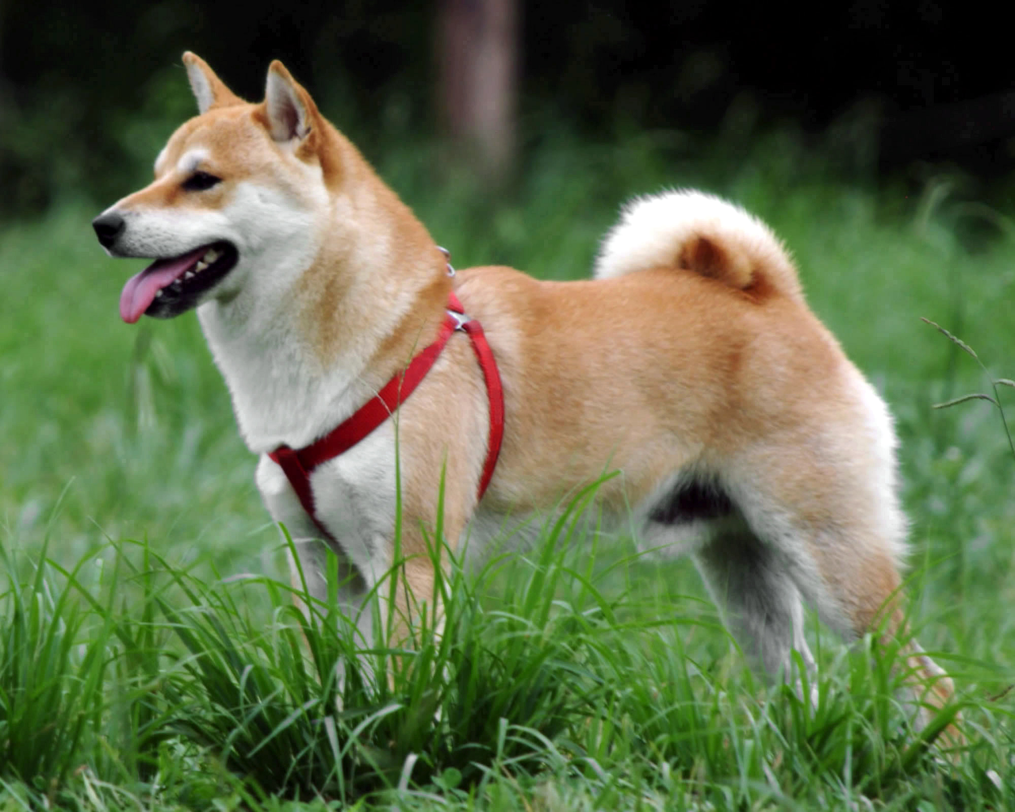 Shiba_Inu