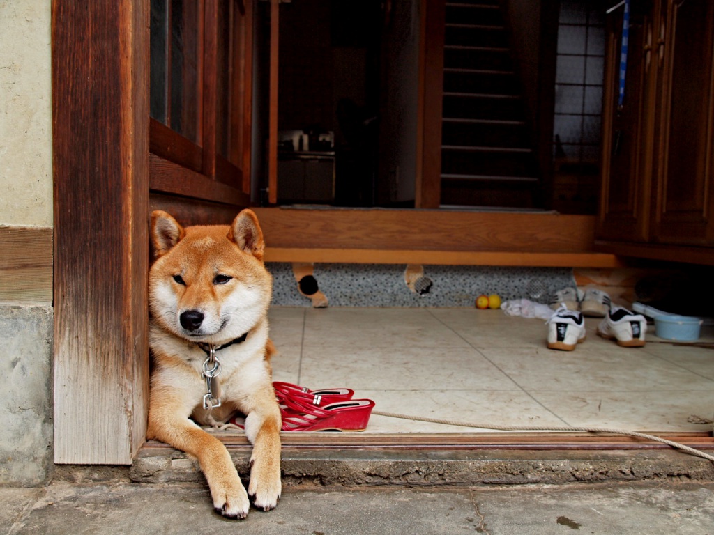 Shiba_inu_at_the_ent_of_a_house, _- Japan_2010_a