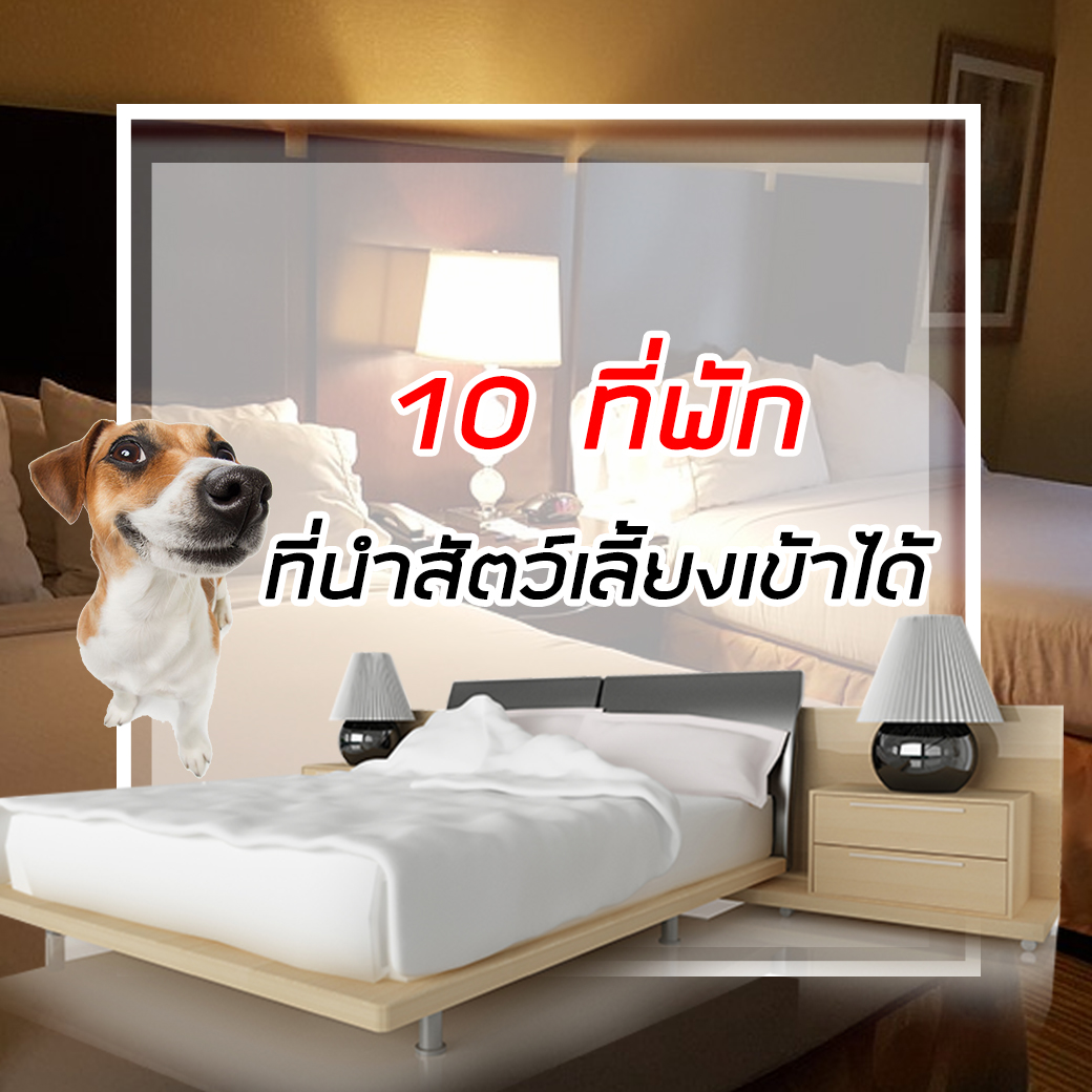 ที่พักที่พาสัตว์เข้าได้