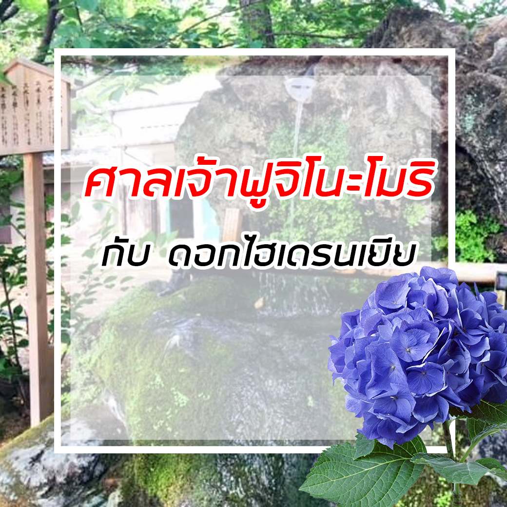 ดอกไฮเดรนเยีย