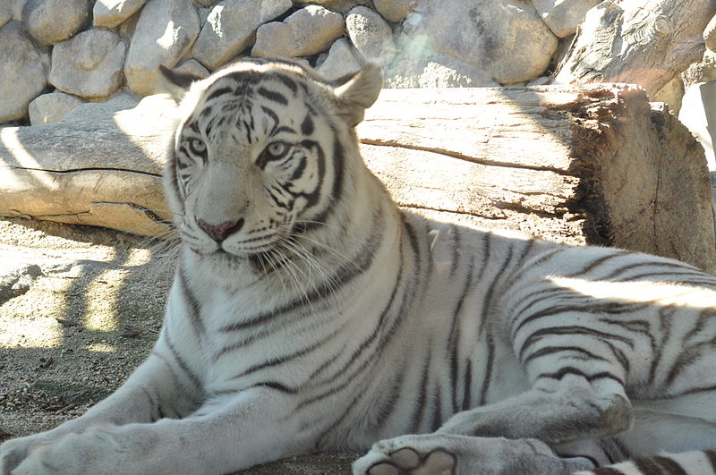 800px-White_tigers_in_Tobu_Zoo_Park_001