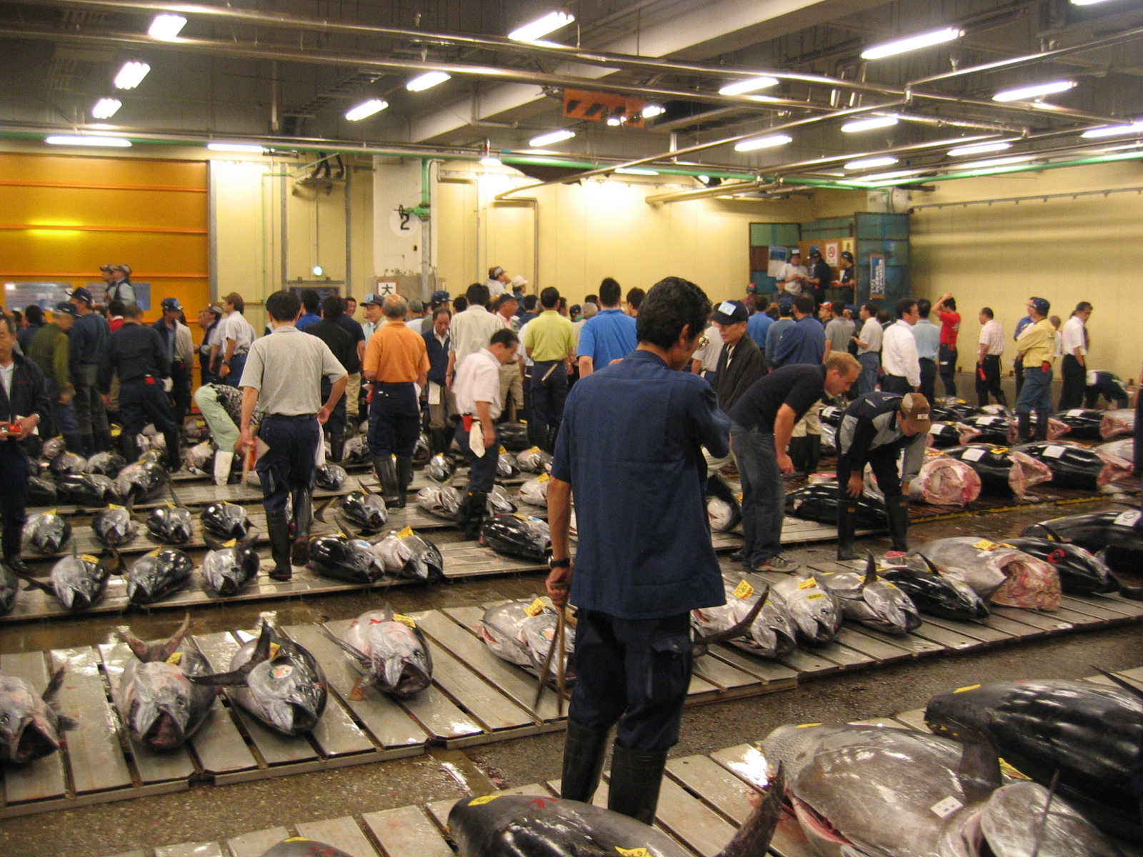 Tsukiji_Fresh_Tuna_Auction