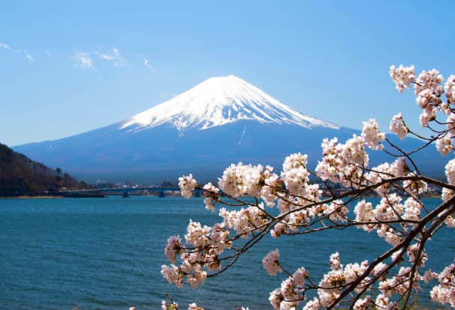 Festival Sakura