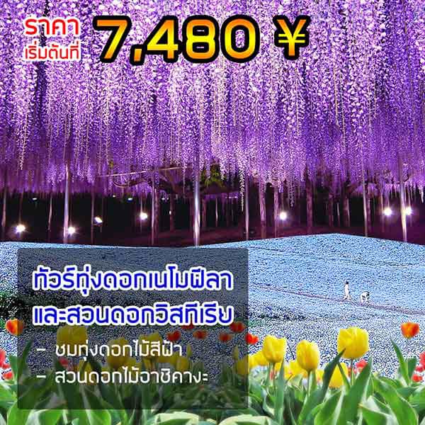 ทัวร์ทุ่งดอกเนโมฟีลา