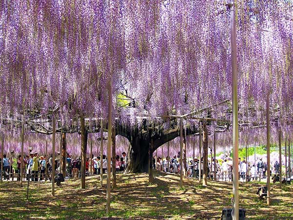 Ashikaga Flower Park