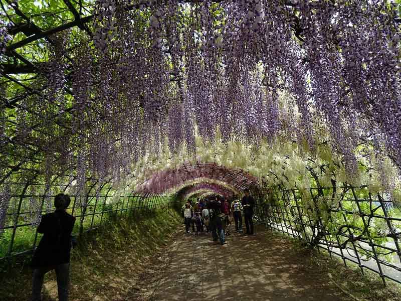 Kawachi Fuji Garden