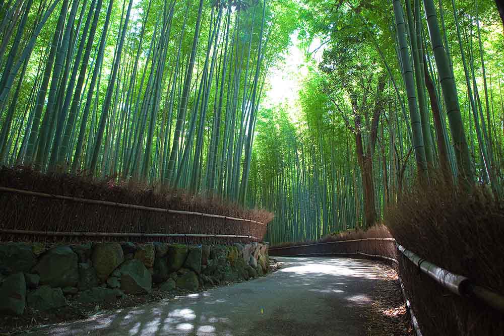 Parc forestier de bambous de Sakano