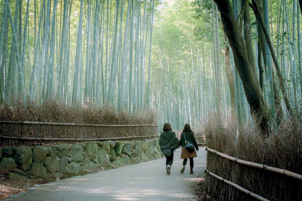 Arashiyama bamboo forest, Kyoto