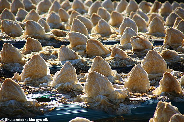 Chinese cabbage