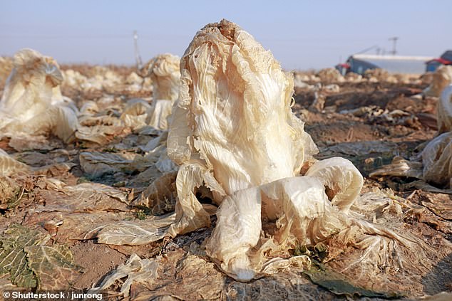 Chinese cabbage